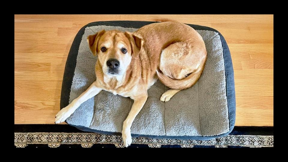 Say Goodbye to Joint Pain: How an Orthopedic Memory Foam Dog Bed Can Improve Your Pet’s Quality of Life
