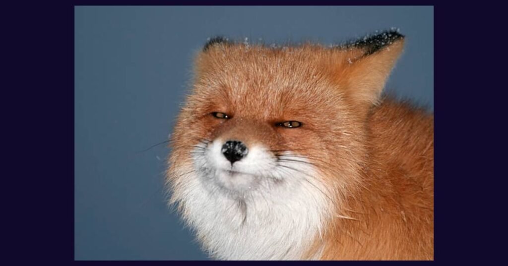 Are-Foxes-People-Friendly.