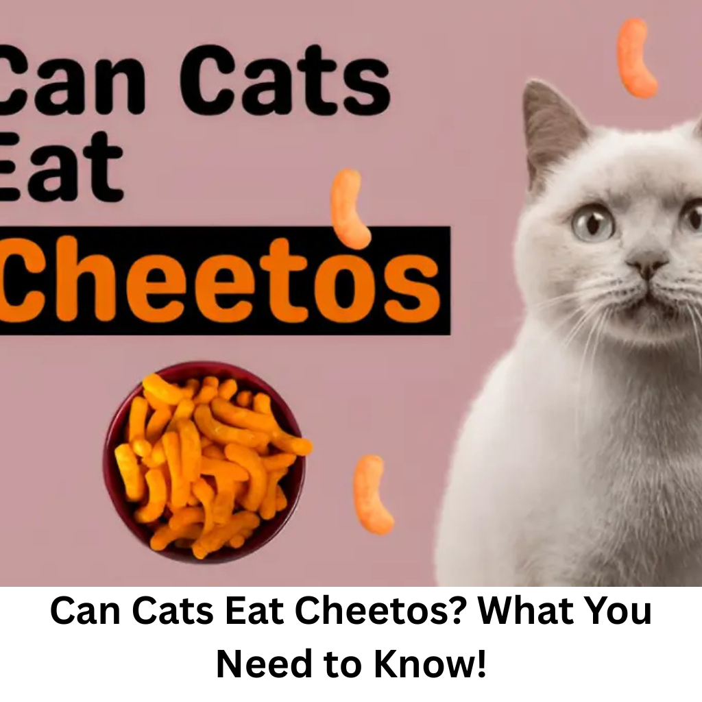 Can Cats Eat Cheetos? What You Need to Know!