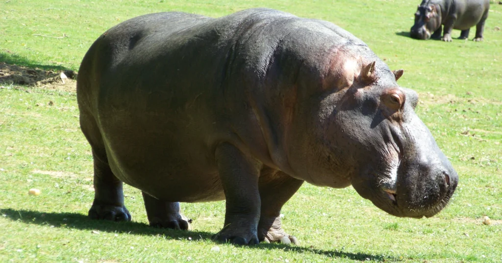 Why Are Hippos So Fat? Top 3 Reasons
