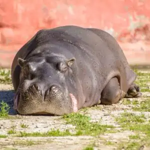 hippo weight