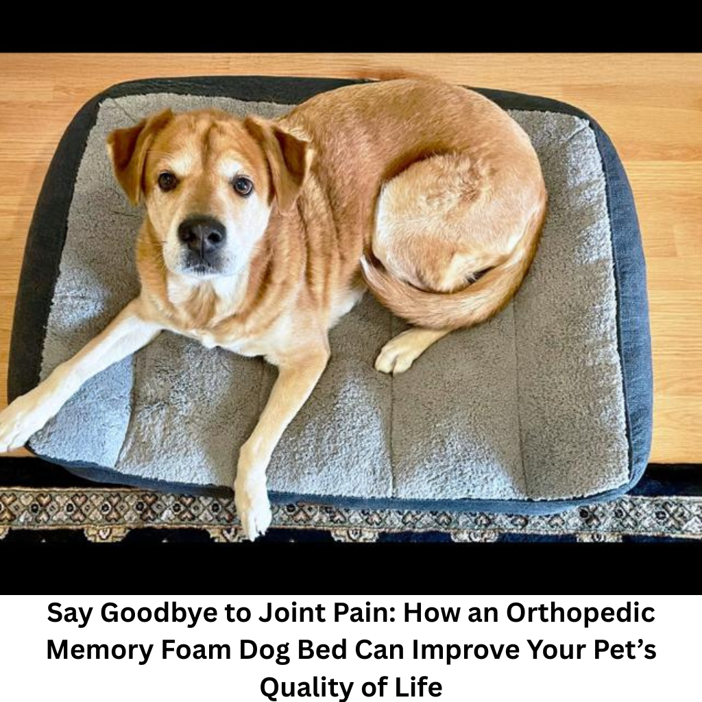 Say Goodbye to Joint Pain: How an Orthopedic Memory Foam Dog Bed Can Improve Your Pet’s Quality of Life