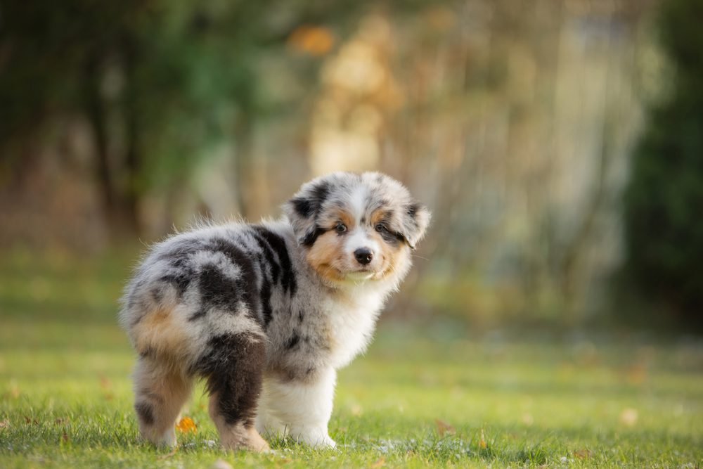 Toy Aussie: Your Complete Guide
