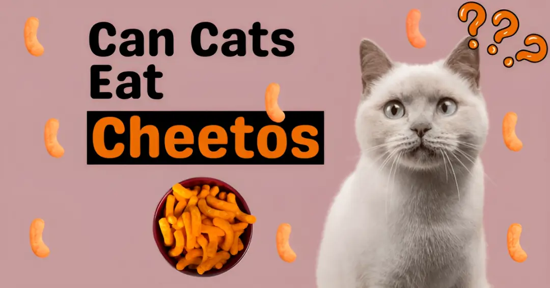 Can Cats Eat Cheetos?