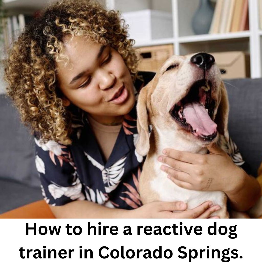 how to hire a reactive dog