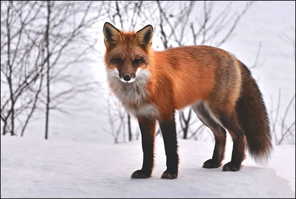 Most Curious Animals In The World