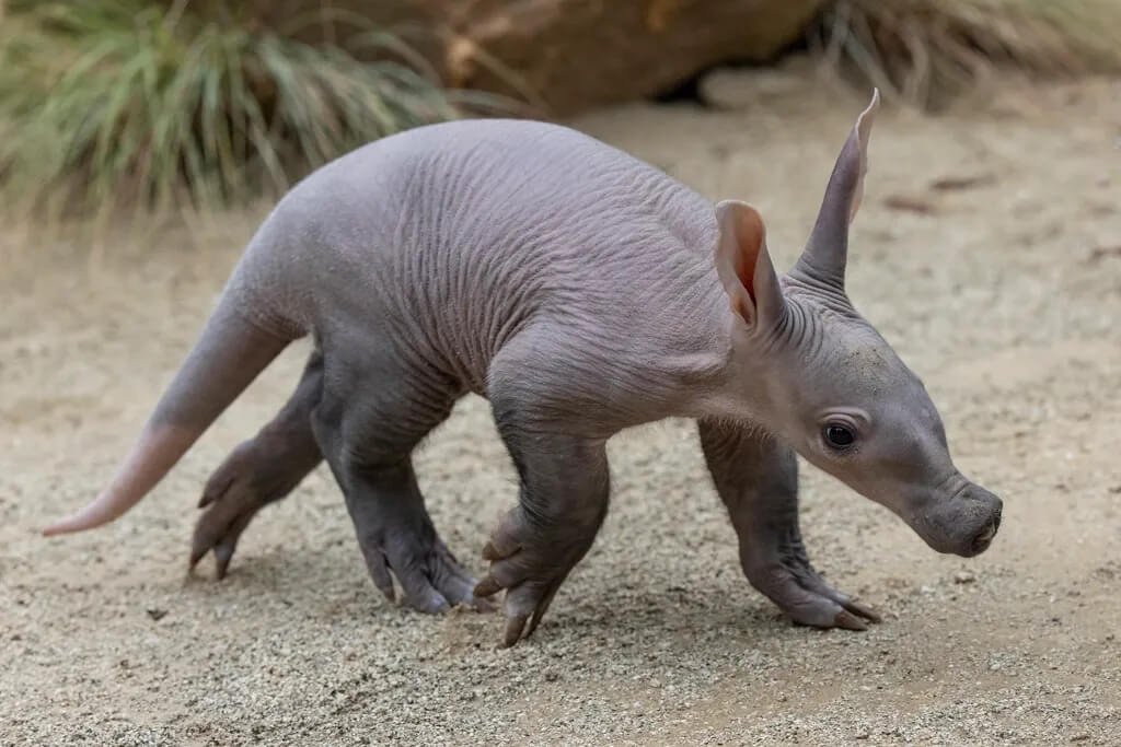 Aardvarks