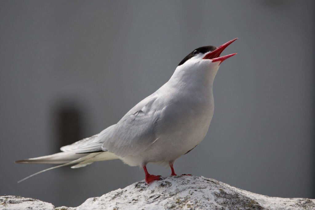 Energetic Animals In The World