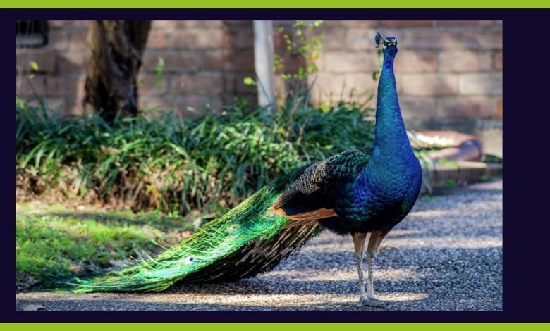 Are Peacocks Dangerous:
