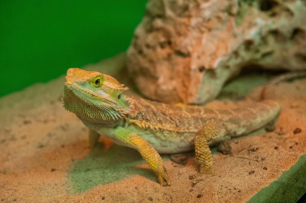 Bearded-Dragon-Care