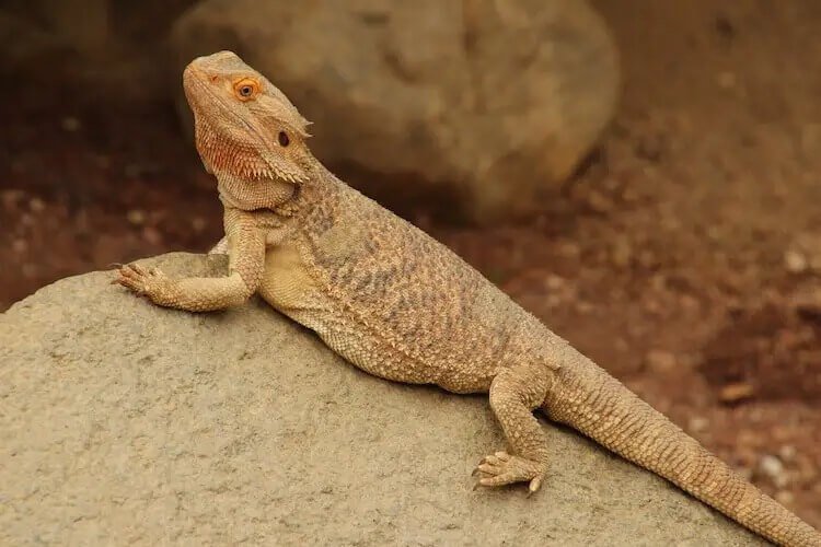 Bearded-Dragon-Gets-Jaundice