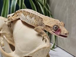 Body-Temperature-Regulation