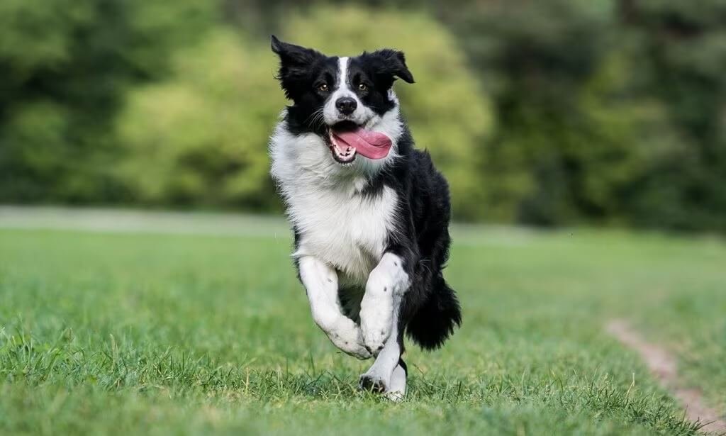 Energetic Animals In The World