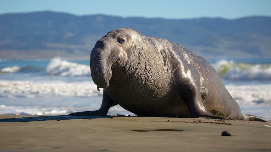 Elephant-Seals