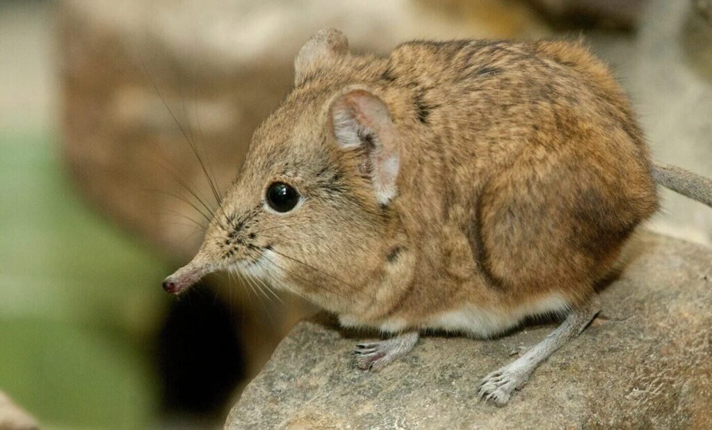 Elephant-Shrews