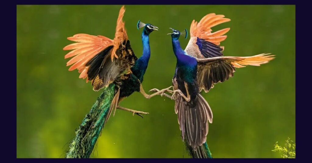 Are Peacocks Dangerous: