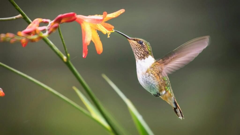Energetic Animals In The World