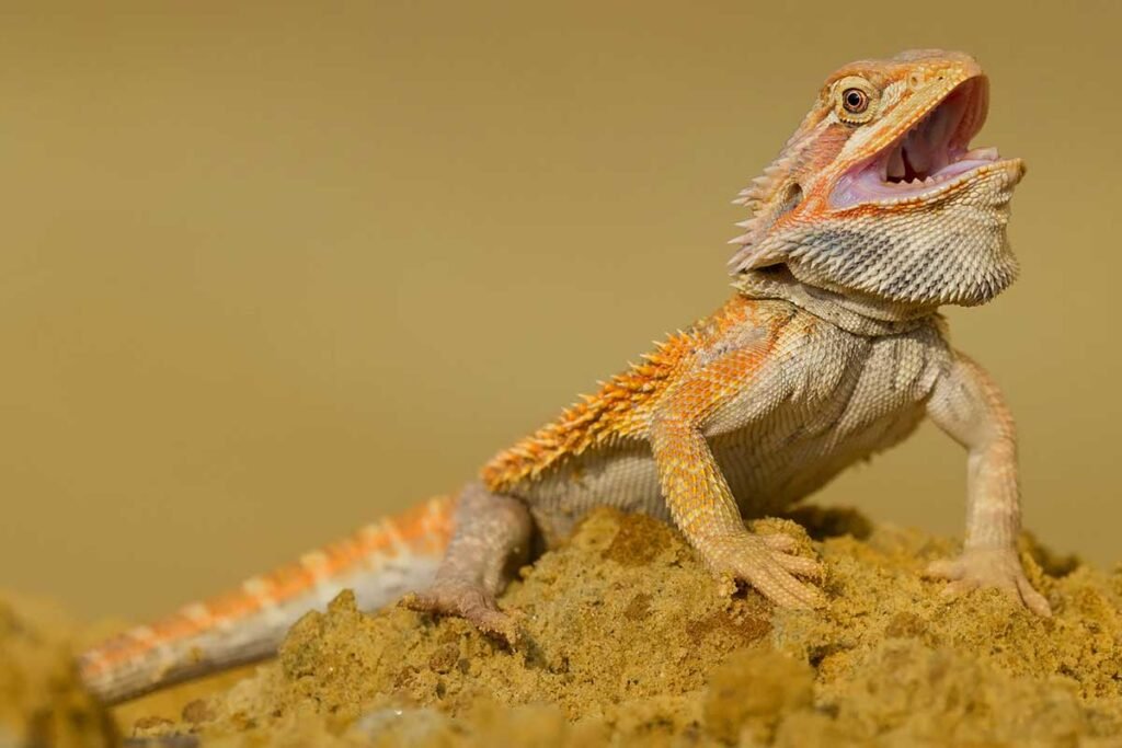 Jaundice-Disease-Serious-For-Bearded-Dragons