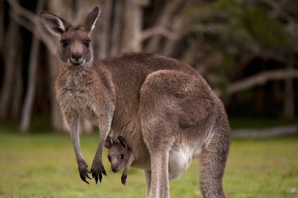 Energetic Animals In The World