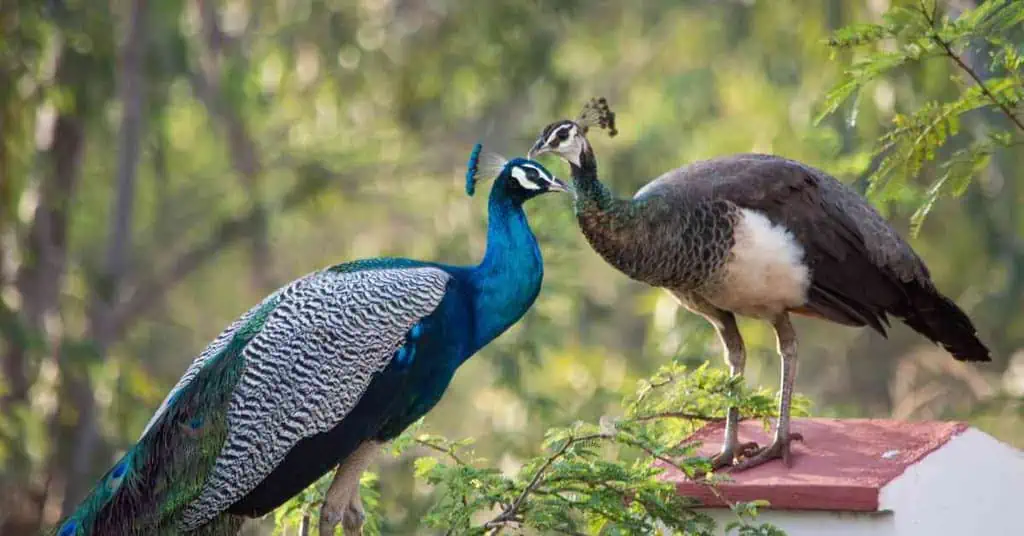 Are Peacocks aggressive