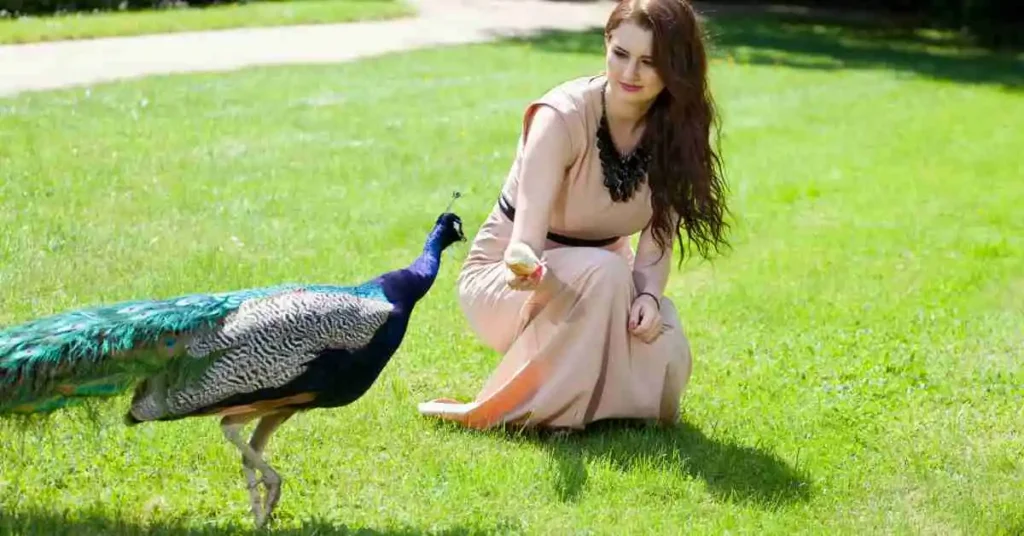 are Peacocks aggressive