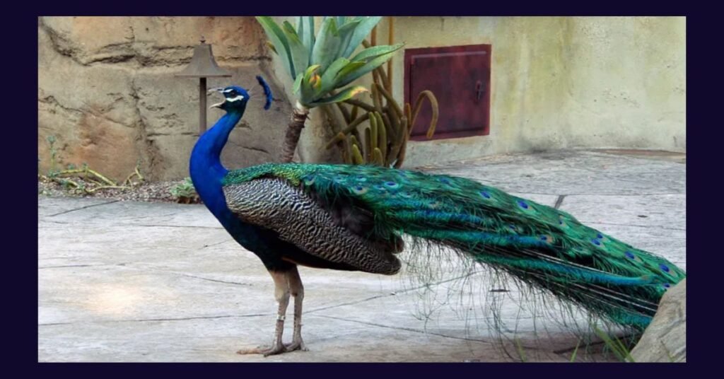 Peacocks-Are-Not-Friendly