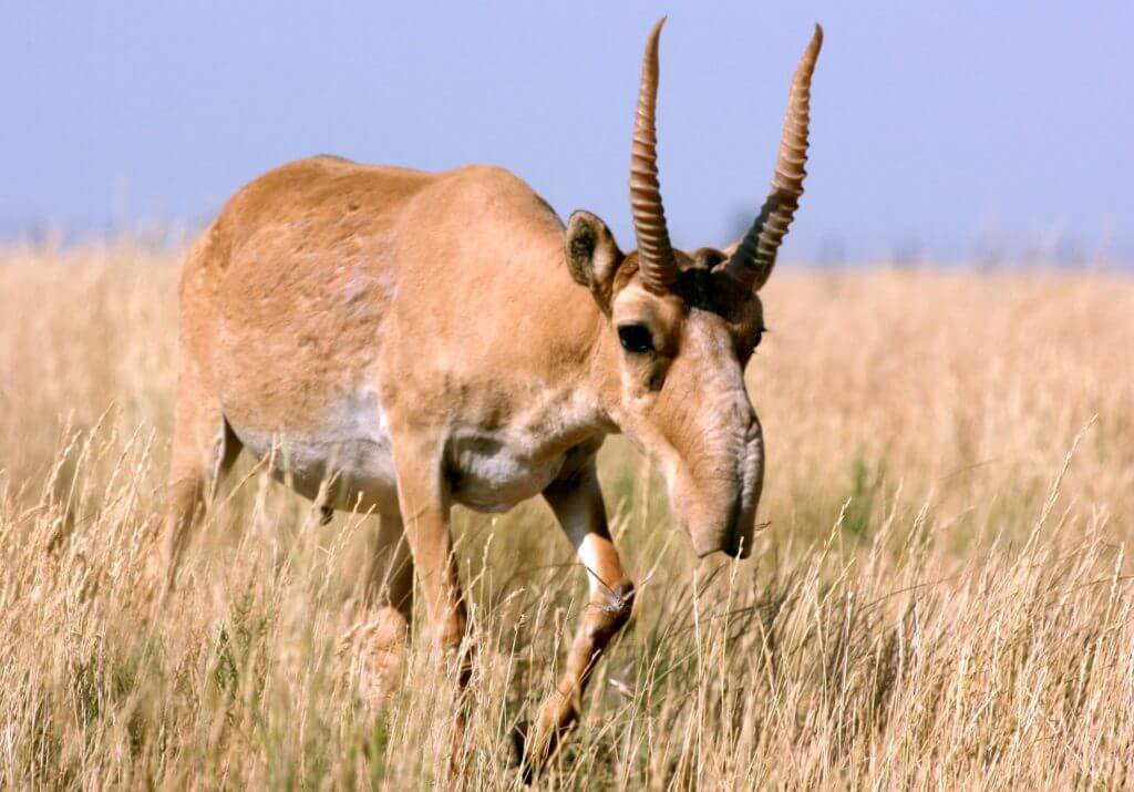 Saiga-Antelopes