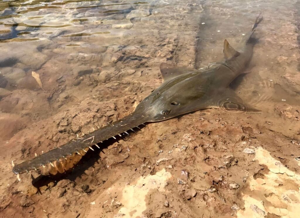 Sawfish-