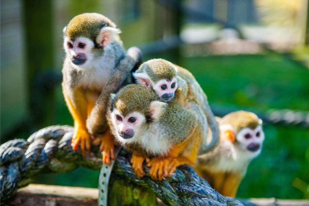 Energetic Animals In The World