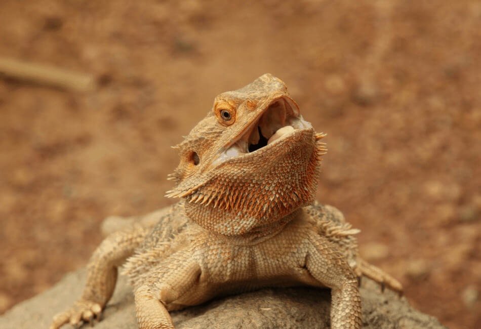 Symptoms-Of-Bearded-Dragon-Jaundice