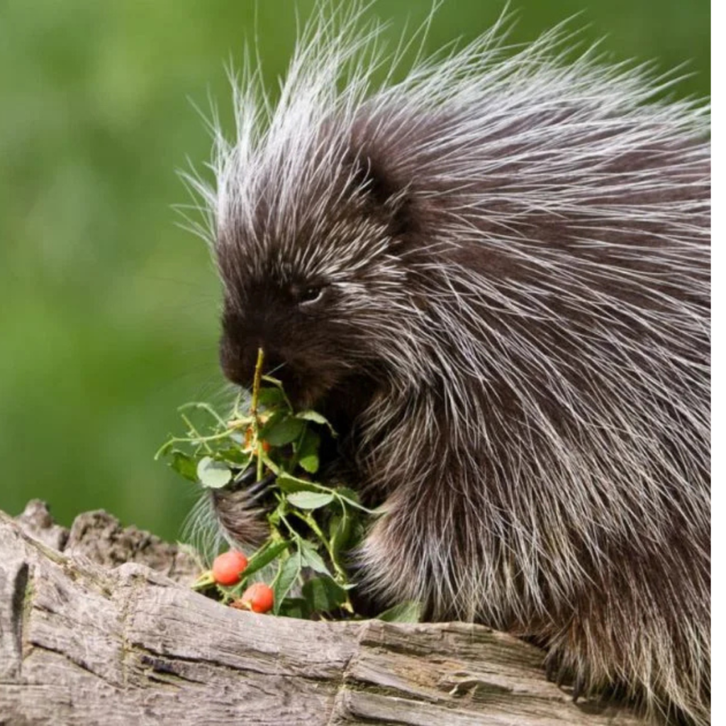 Mammals That Cannot Jump