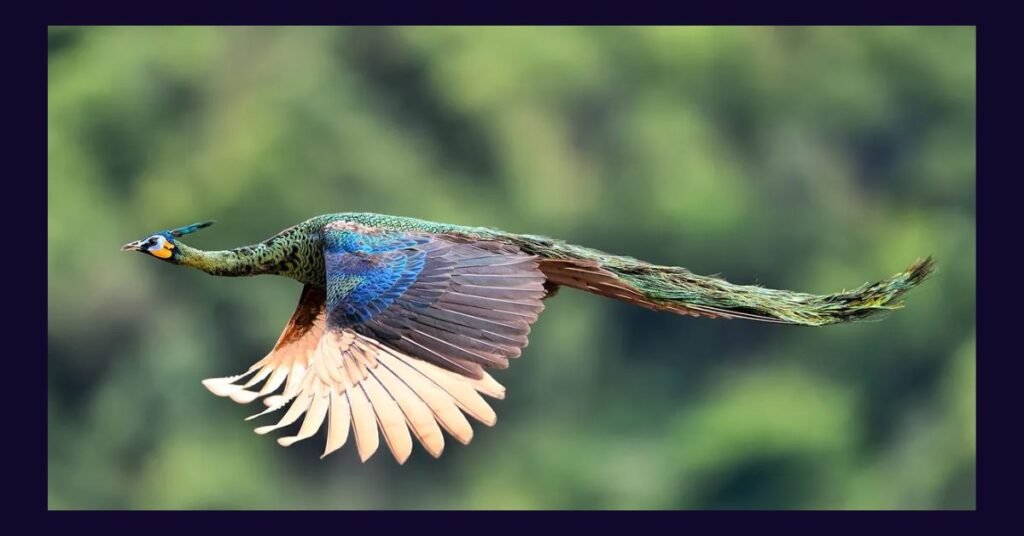 Why-Are-Peacocks-Dangerous