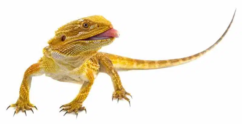 Why Bearded Dragon Mouth Turn Yellow
