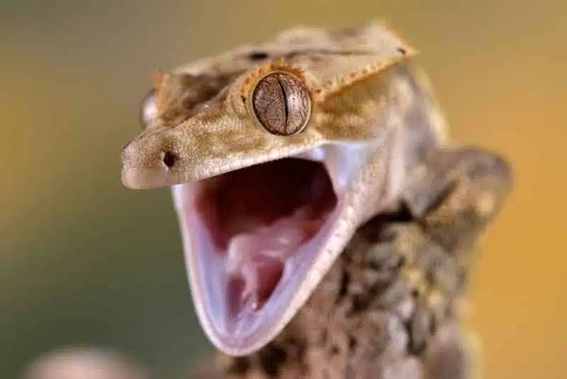 Why Crested Geckos Opening Their Mouths Wide