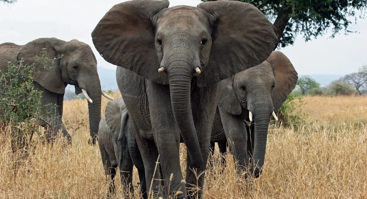 Mammals That Can not Jump?