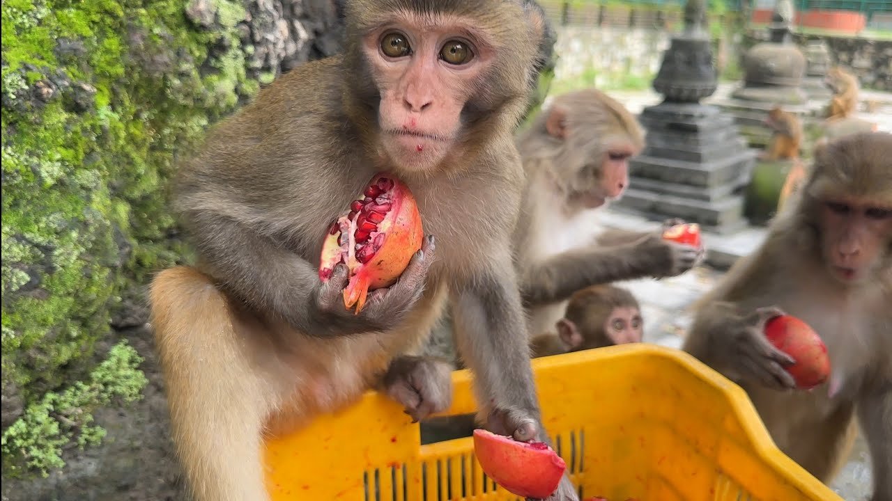 Animals That Eat Pomegranates