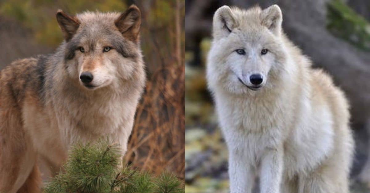 Largest Wolf Species In The World