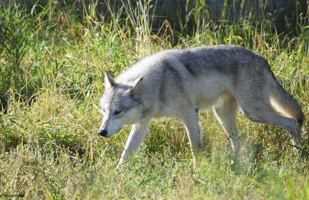 Largest Wolf Species In The World
