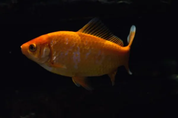 animals that are quiet