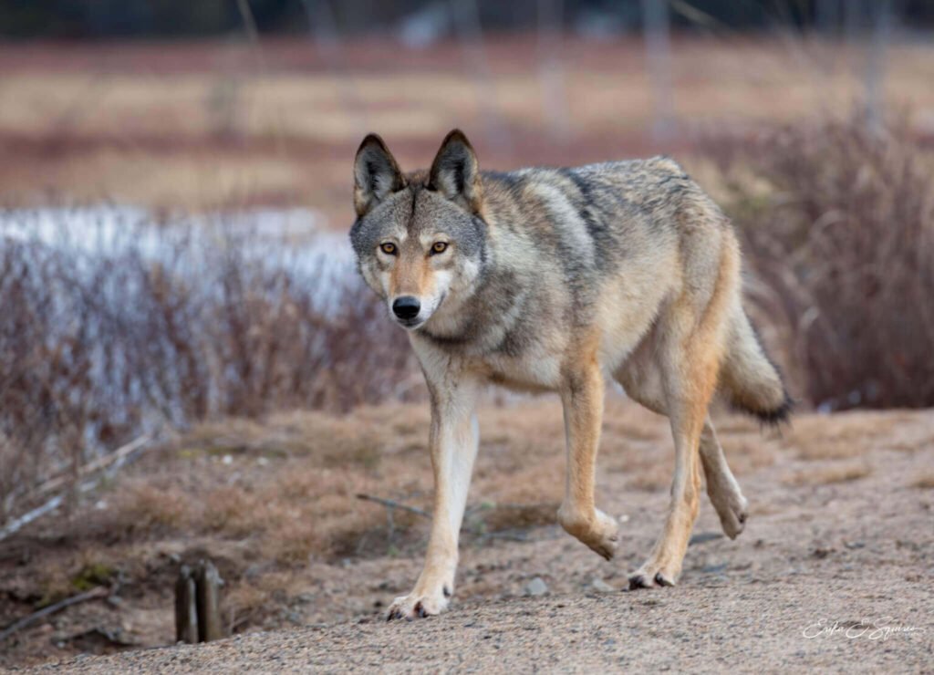 Largest Wolf Species In The World