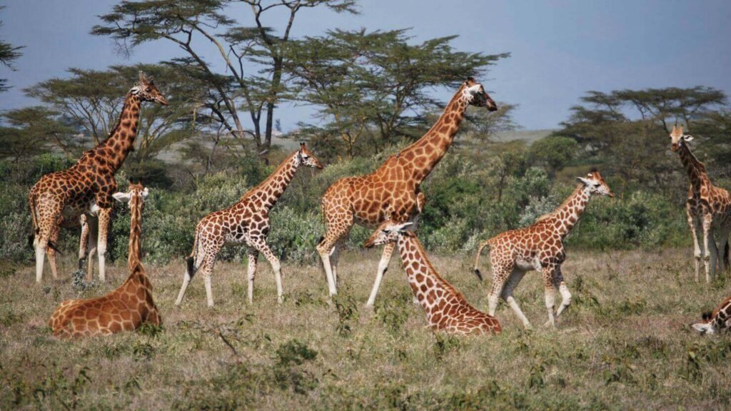 Animals That Are Quiet