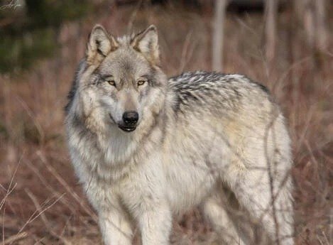 Largest Wolf Species In The World
