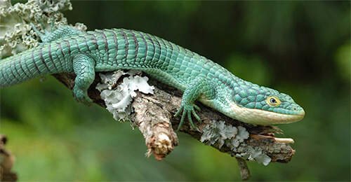 Animals That Are Quiet