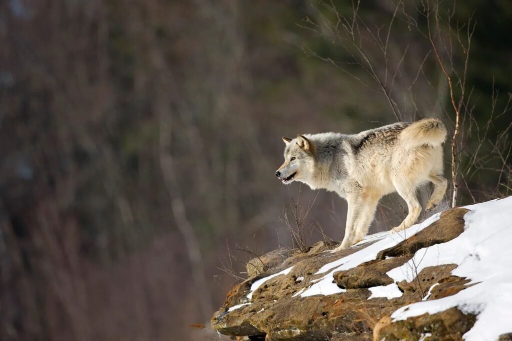 Largest Wolf Species In The World