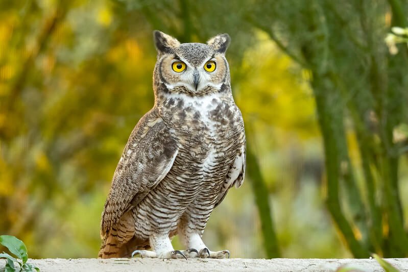 animals that are quiet in the world