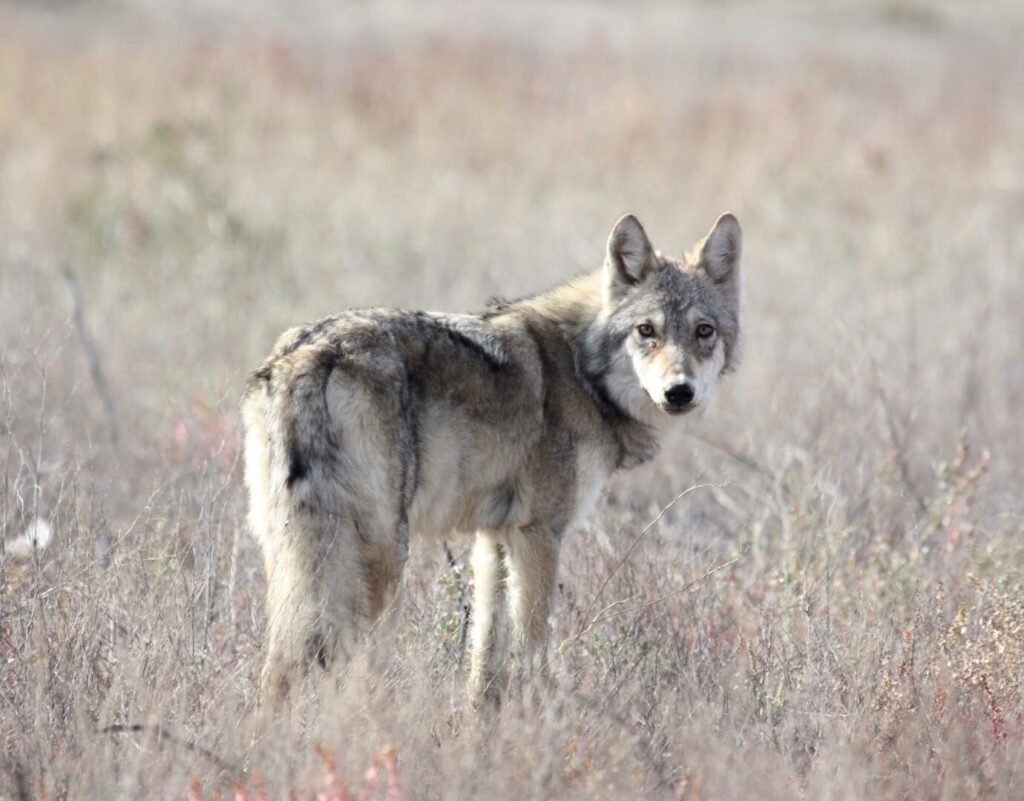 Largest Wolf Species In The World