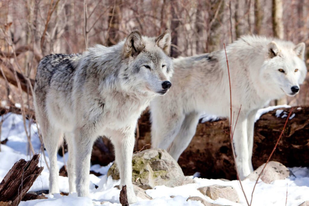 Largest Wolf Species In The World