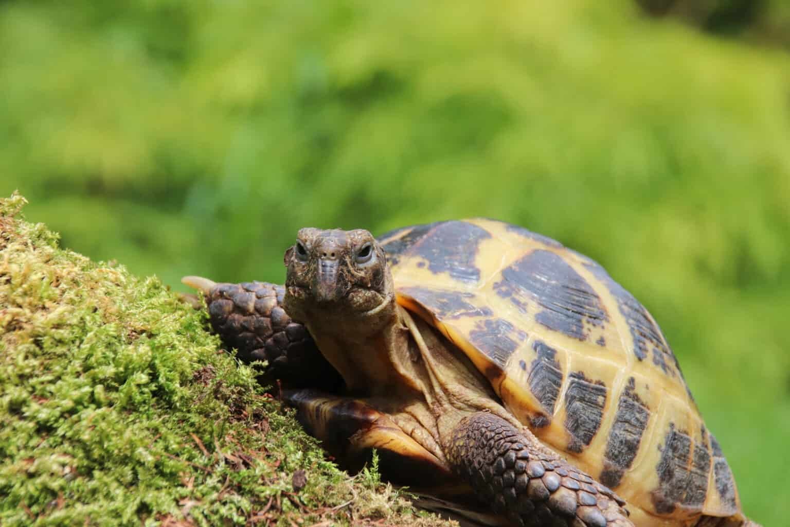 Animals That Are Quiet