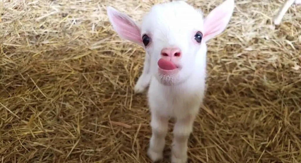 Most Energetic Animals 