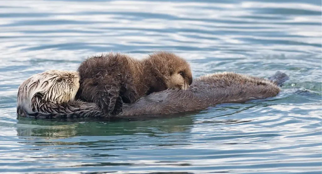 Most Energetic Animals 